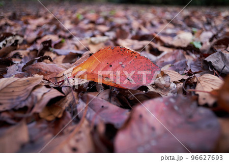 地面に落ちた枯れ葉 地面に落ちた枯れ葉 96627693