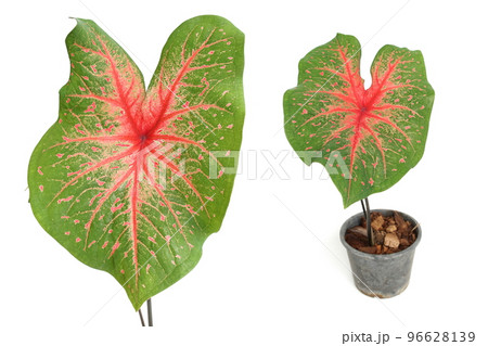 Caladiums bicolor plant isolated on white background 96628139