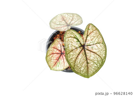 Caladiums bicolor plant isolated on white background 96628140