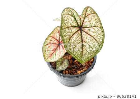 Caladiums bicolor plant isolated on white background 96628141