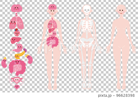 Internal organs, skeleton, body with face Internal organs, skeleton, body with face 96628398