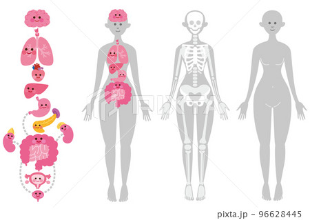 顔つき内臓　骨格　ボディ　3セット（ボディグレー） 96628445