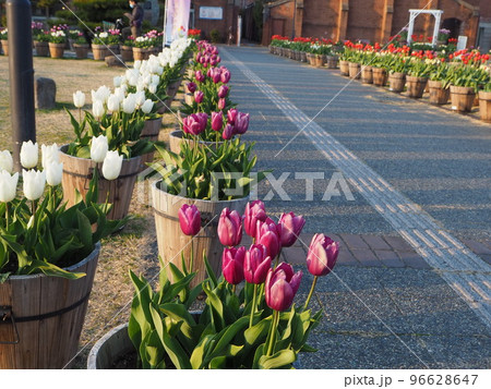 淡路島冬咲きちゅーりっぷ 96628647