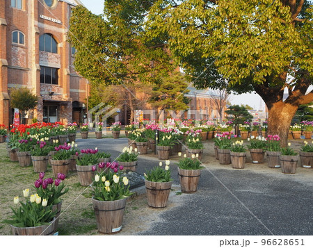 淡路島冬咲きちゅーりっぷ 96628651