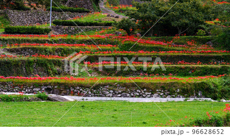 秋雨の棚田に咲く彼岸花「観光名所:日本棚田百選・番所の棚田」 秋雨の棚田に咲く彼岸花「観光名所:日本棚田百選・番所の棚田」 96628652