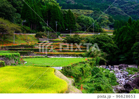 秋雨の棚田に咲く彼岸花「観光名所:日本棚田百選・番所の棚田」 秋雨の棚田に咲く彼岸花「観光名所:日本棚田百選・番所の棚田」 96628653
