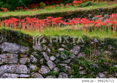 秋雨の棚田に咲く彼岸花「観光名所:日本棚田百選・番所の棚田」 秋雨の棚田に咲く彼岸花「観光名所:日本棚田百選・番所の棚田」 96628713
