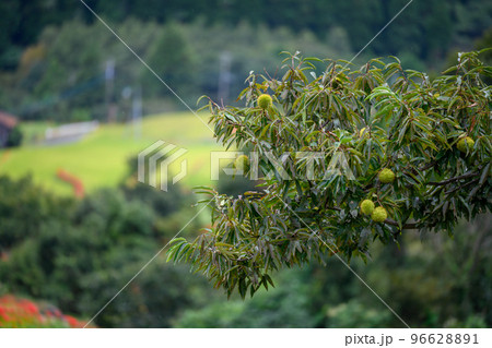 秋雨の棚田・栗「観光名所:日本棚田百選・番所の棚田」 秋雨の棚田・栗「観光名所:日本棚田百選・番所の棚田」 96628891