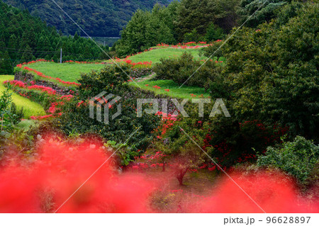 秋雨の棚田に咲く彼岸花「観光名所:日本棚田百選・番所の棚田」 秋雨の棚田に咲く彼岸花「観光名所:日本棚田百選・番所の棚田」 96628897