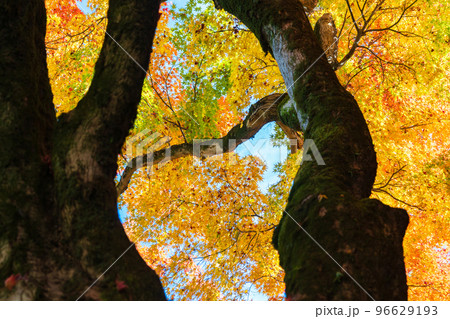 もみじの紅葉　黄葉 96629193