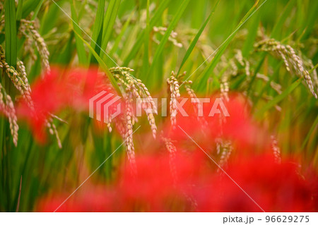 秋雨の収穫・米と彼岸花「観光名所:日本棚田百選・番所の棚田」 秋雨の収穫・米と彼岸花「観光名所:日本棚田百選・番所の棚田」 96629275