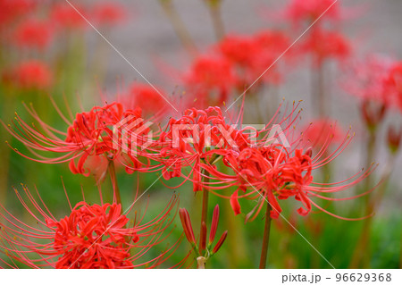 美しい秋雨の棚田に咲く彼岸花クローズアップ「観光名所:日本棚田百選・番所の棚田」 美しい秋雨の棚田に咲く彼岸花クローズアップ「観光名所:日本棚田百選・番所の棚田」 96629368