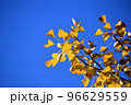 向島百花園の銀杏の葉 96629559