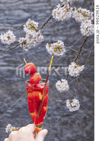 【目黒川の花見】桜とシャンパン 【目黒川の花見】桜とシャンパン 96629616