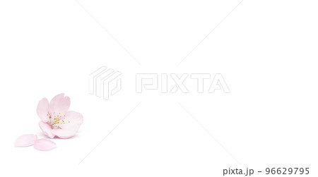 桜 イラスト リアル 背景 96629795