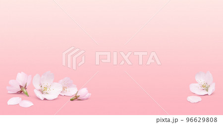 リアルな桜のイラスト  96629808