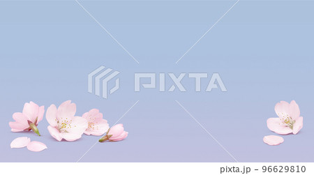 リアルな桜のイラスト  96629810