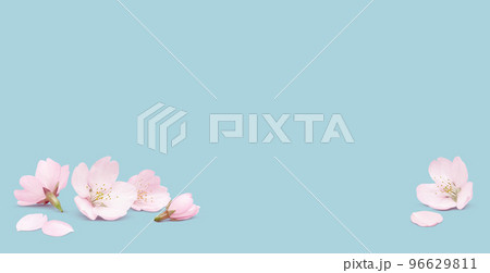 リアルな桜のイラスト  96629811