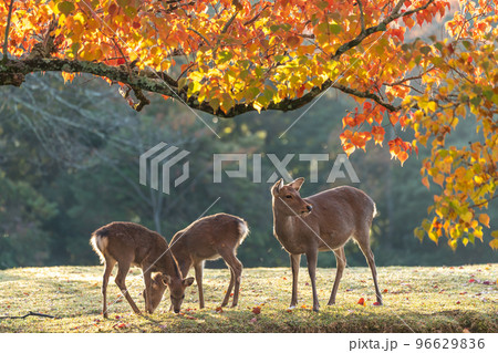 【奈良県】紅葉と鹿 96629836