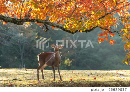 【奈良県】紅葉と鹿 【奈良県】紅葉と鹿 96629837