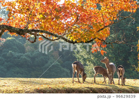 奈良県】紅葉と鹿の写真素材 [96629839] - PIXTA