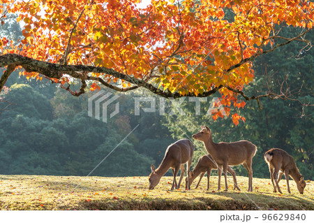 奈良県】紅葉と鹿の写真素材 [96629840] - PIXTA