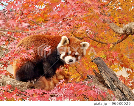 紅葉の木の上で休むレッサーパンダ 96630029