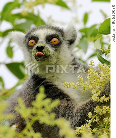 ネズミモチの花を食べるワオキツネザル ネズミモチの花を食べるワオキツネザル 96630030