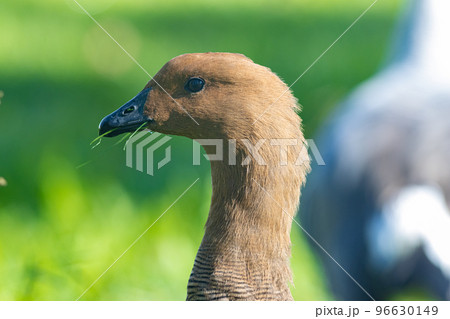 Brown upland goose holds blades of grass with his beak 96630149