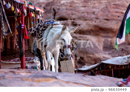 Donkey with saddle at Petra, Jordan 96630449