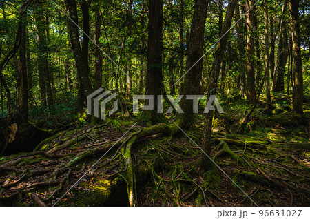 青木ヶ原樹海 青木ヶ原樹海 96631027