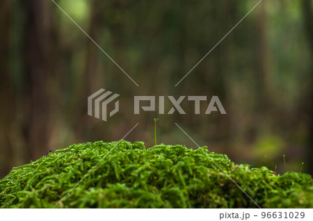 富士山麓樹海の苔 96631029