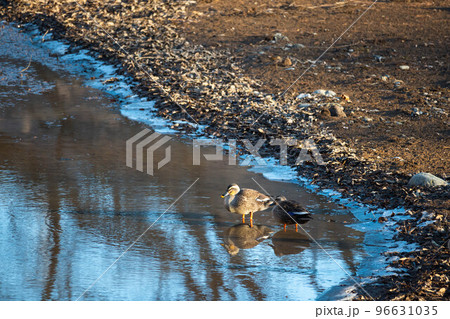 水辺の鳥　みどり湖 96631035