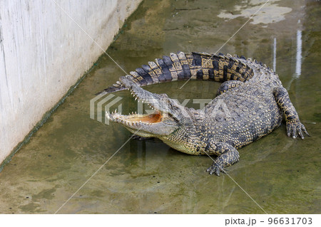 Close up crocodile is action show head in garden Close up crocodile is action show head in garden 96631703