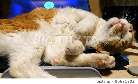パソコンの上で甘えてくる猫 96631802