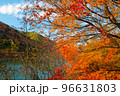 モミジ 96631803
