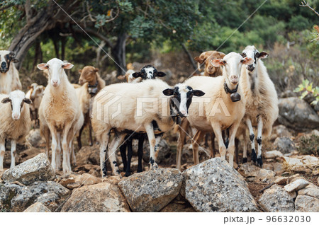 Herd of domestic sheep and goats on a mountain pasture. Greek island of Crete 96632030