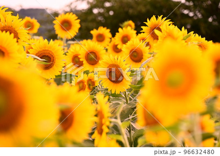 夏の花ひまわり 96632480