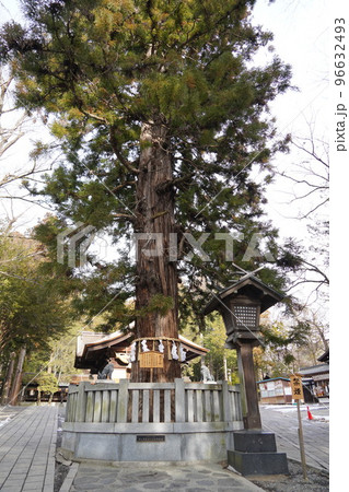 諏訪大社（下社）には本殿がありません。代わりに春宮ではスギの古木を、ご神木としています。 96632493