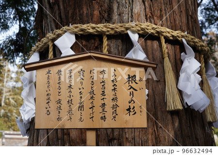 諏訪大社（下社）には本殿がありません。代わりに春宮ではスギの古木を、ご神木としています。 96632494