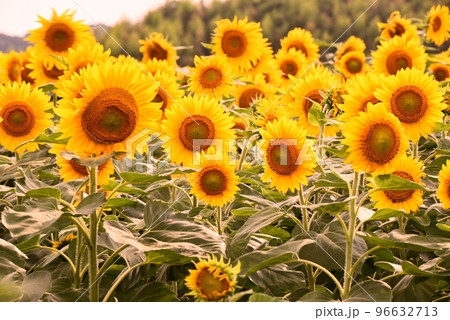 夏の花ひまわり 96632713