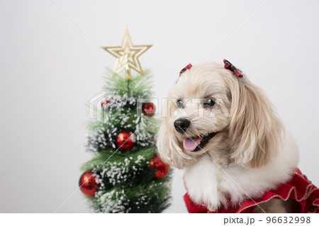 クリスマスツリーと微笑むマルプー 96632998