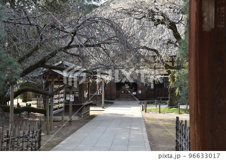茂林寺の参道と本堂の風景 茂林寺の参道と本堂の風景 96633017