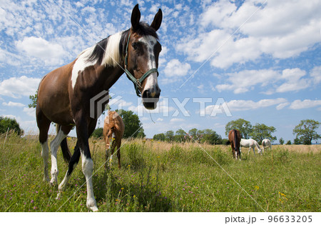 portrait horse 96633205