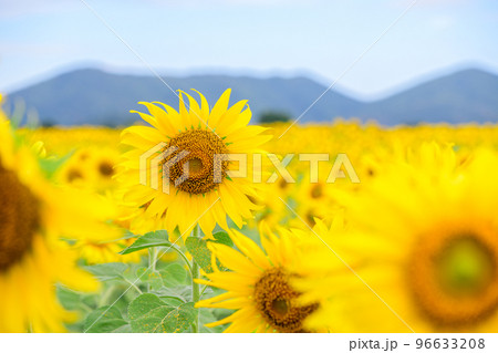 Beautiful sunflower flower blooming in sunflowers field. Lopburi province. Beautiful sunflower flower blooming in sunflowers field. Lopburi province. 96633208