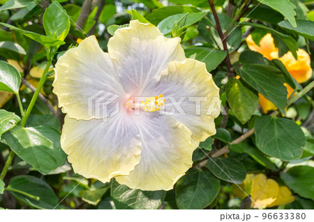 花 フラワー お花 96633380