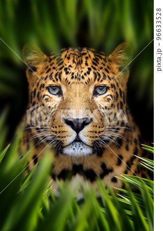 Leopard lurking in the leaves in the jungle 96633528