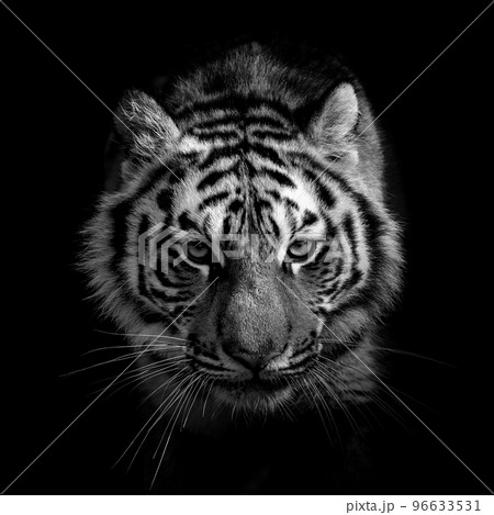 Black and white wild tiger portrait Black and white wild tiger portrait 96633531