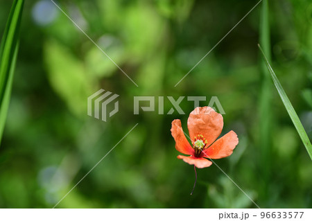 ナガミヒナゲシの花(埼玉県/4月) ナガミヒナゲシの花(埼玉県/4月) 96633577