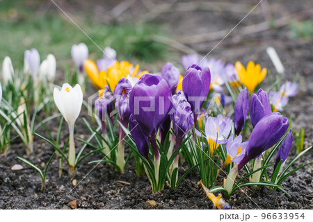 Delicate flowers of purple and yellow x crocuses grow in the garden on a Sunny spring day Delicate flowers of purple and yellow x crocuses grow in the garden on a Sunny spring day 96633954